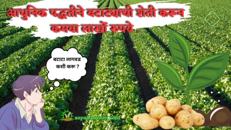शेतकरी आधुनिक पद्धतीने बटाट्याची लागवड करून लाखो रुपये कमवतात. / Farmers earn lakhs of rupees by cultivating potatoes in a modern way. 