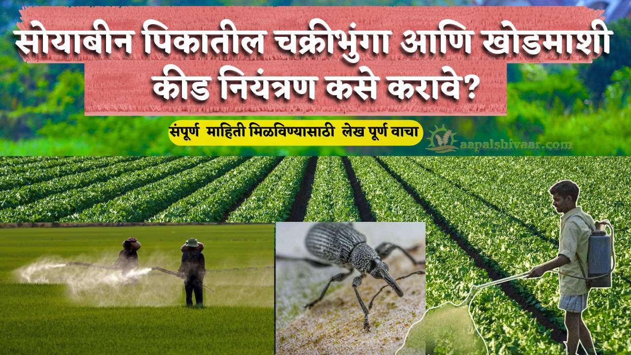 सोयाबीन पिकातील चक्रीभुंगा आणि खोडमाशी कीड  नियंत्रण कसे करावे?  / How To Pest control weevils and borers in soybean crop?
