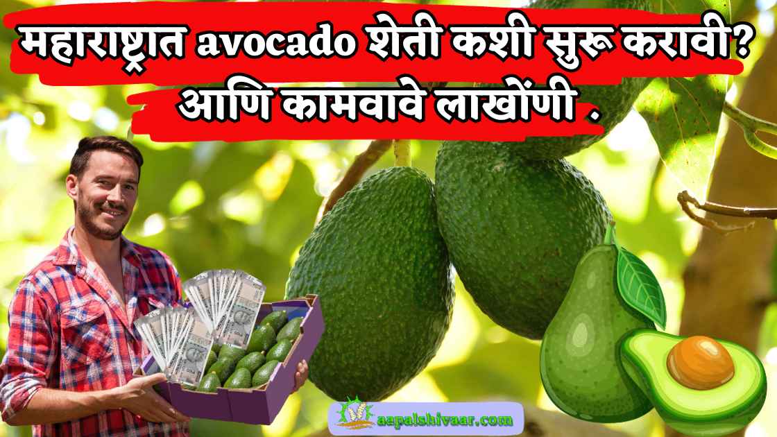 how to start avocado farming in maharashtra / महाराष्ट्रात avocado शेती कशी सुरू करावी ?आणि कामवावे लाखोंणी .