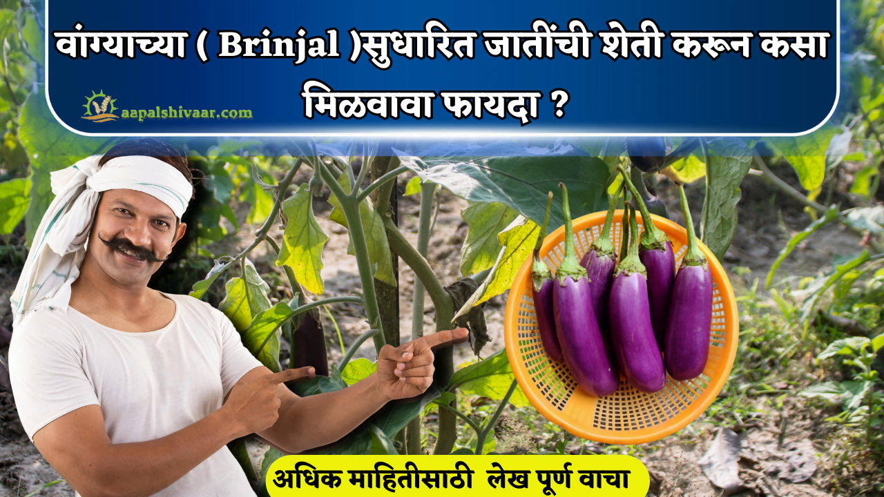 वांग्याच्या ( Brinjal )सुधारित जातींची शेती करून कसा मिळवावा फायदा ?/ How to get benefit by farming improved varieties of brinjal?