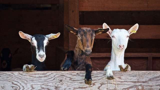 goat farming in 2024