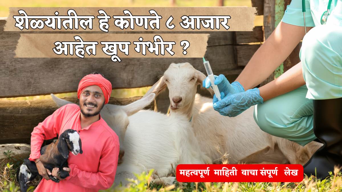 शेळ्यांतील हे कोणते ८ आजार आहेत खूप गंभीर ? 8 diseases in goats