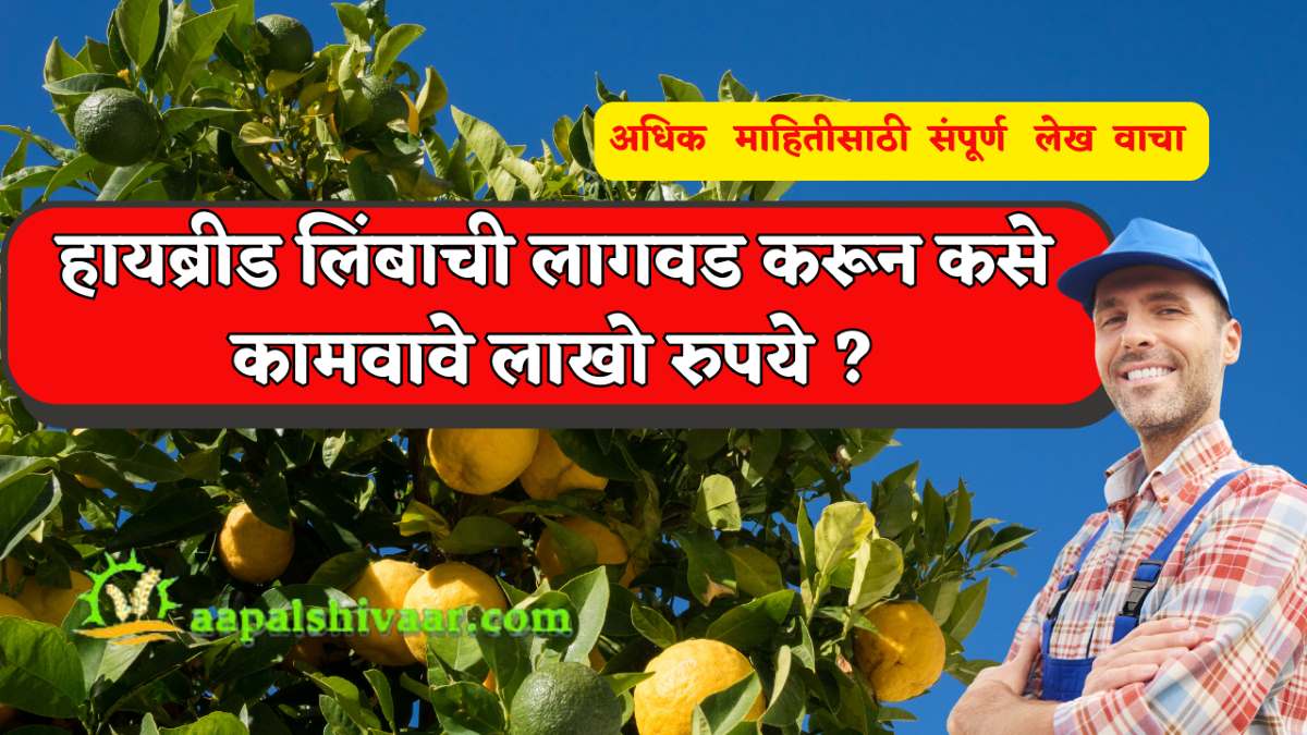हायब्रीड लिंबाची लागवड करून कसे कामवावे  लाखो रुपये ? / How to earn lakhs of rupees by planting hybrid lemons?