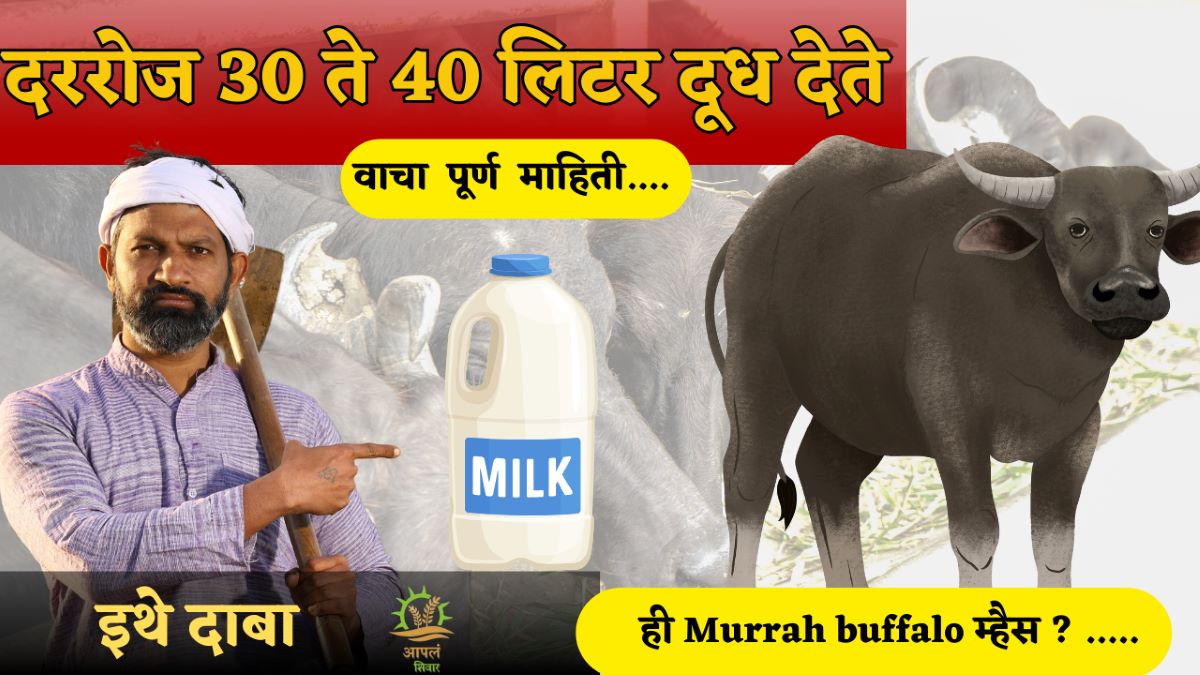 दररोज 30 ते 40 लिटर दूध देते ; ही Murrah buffalo  म्हैस ? …..